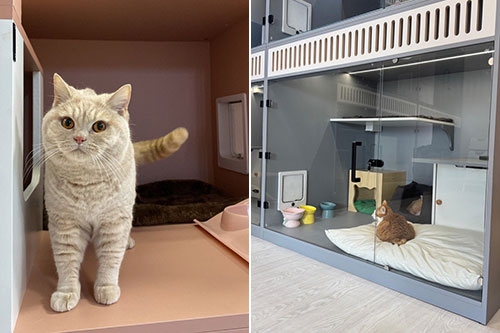 貓酒店邊間好-貓酒店推介-Honey Cat Hotel貓蜜酒店-貓貓酒店服務-深水埗區